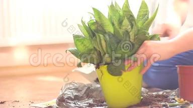 一<strong>家妇女之家</strong>在塑料罐中种植绿色植物